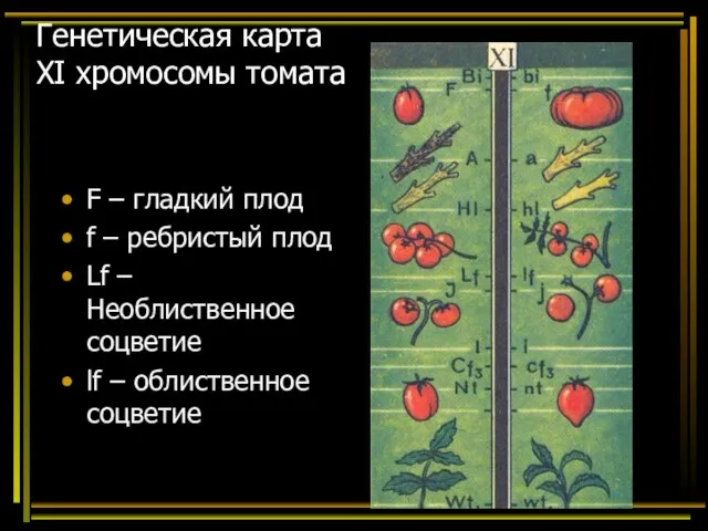 Генетическая карта ХI хромосомы томата F – гладкий плод f – ребристый