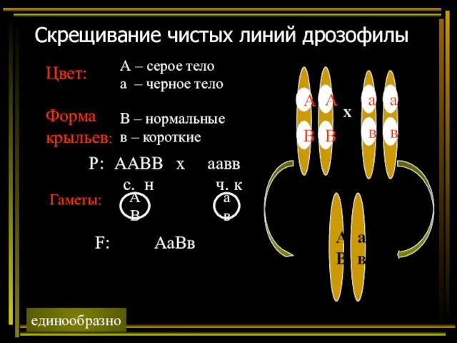 Скрещивание чистых линий дрозофилы Цвет: Форма крыльев: А – серое тело а