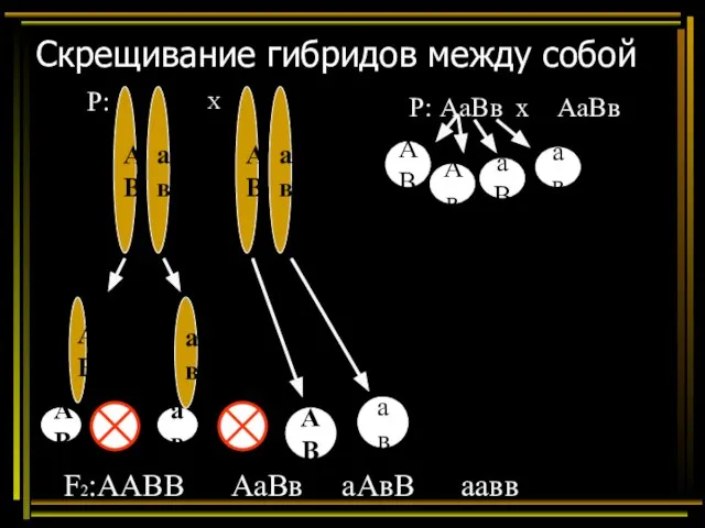 Скрещивание гибридов между собой Р: Х А В а в АВ ав