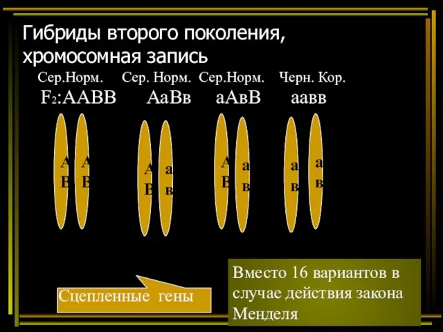 Гибриды второго поколения, хромосомная запись F2:ААВВ АаВв аАвВ аавв А В А