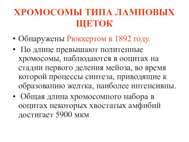 ХРОМОСОМЫ ТИПА ЛАМПОВЫХ ЩЕТОК Обнаружены Рюккертом в 1892 году. По длине превышают