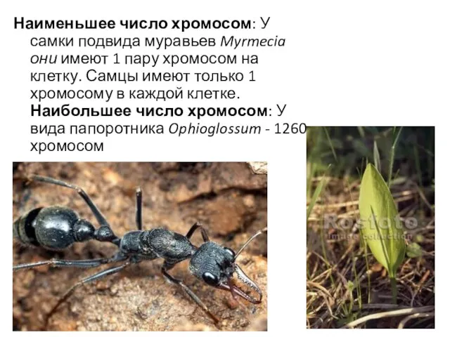 Наименьшее число хромосом: У самки подвида муравьев Myrmecia они имеют 1 пару