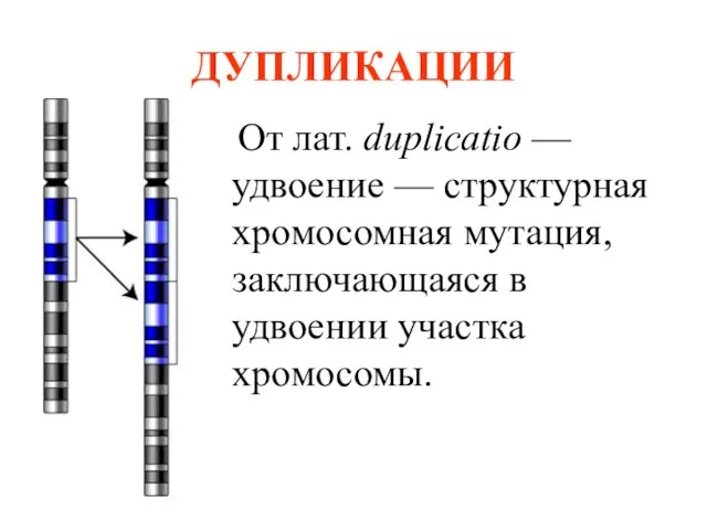 ДУПЛИКАЦИИ От лат. duplicatio — удвоение — структурная хромосомная мутация, заключающаяся в удвоении участка хромосомы.