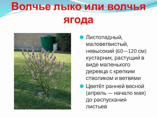 Волчье лыко или волчья ягода Листопадный, маловетвистый, невысокий (60—120 см) кустарник, растущий