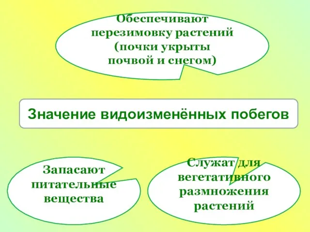 Значение видоизменённых побегов Обеспечивают перезимовку растений (почки укрыты почвой и снегом) Служат