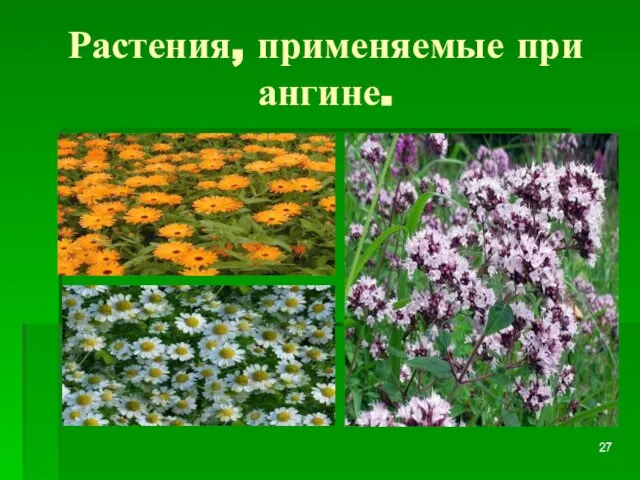 Растения, применяемые при ангине.