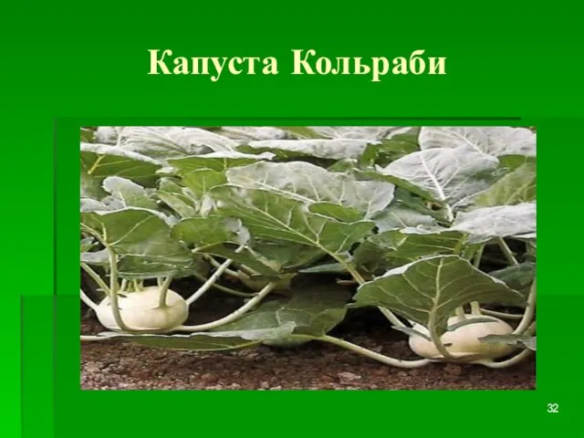 Капуста Кольраби