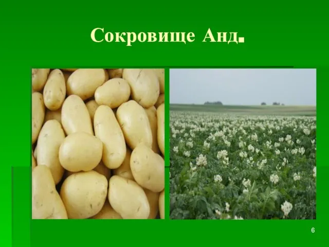 Сокровище Анд.