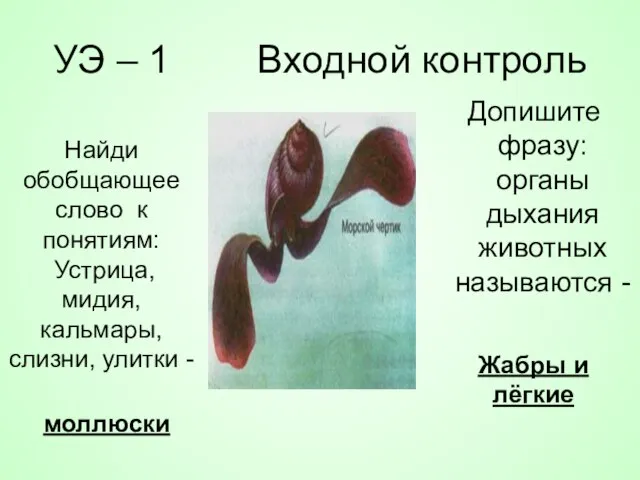 УЭ – 1 Входной контроль Допишите фразу: органы дыхания животных называются -