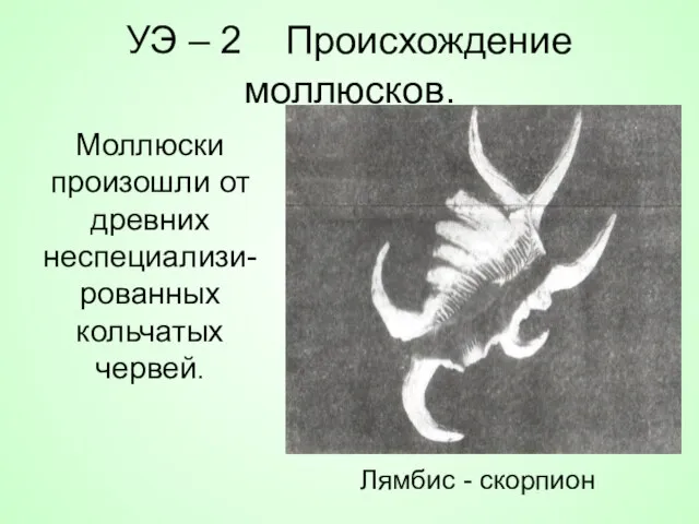 УЭ – 2 Происхождение моллюсков. Моллюски произошли от древних неспециализи- рованных кольчатых червей. Лямбис - скорпион