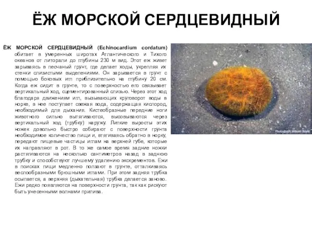 ЁЖ МОРСКОЙ СЕРДЦЕВИДНЫЙ ЁЖ МОРСКОЙ СЕРДЦЕВИДНЫЙ (Echinocardium cordatum) обитает в умеренных широтах