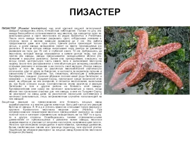 ПИЗАСТЕР ПИЗАСТЕР (Pisaster brevispinus) над этой крупной хищной пятилучевой звездой проводились очень