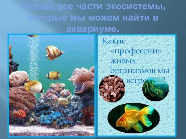 Назови все части экосистемы, которые мы можем найти в аквариуме. Какие «профессии»