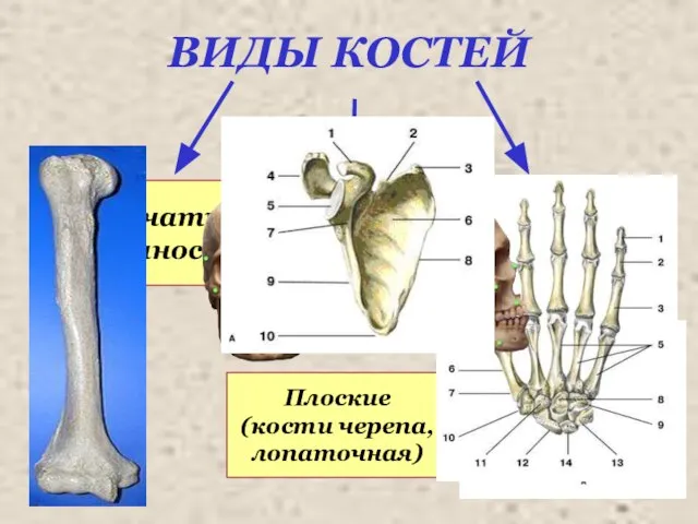 ВИДЫ КОСТЕЙ Трубчатые (конечности) Губчатые (тела позвонков, грудина, кости стопы, кисти) Плоские (кости черепа, лопаточная)