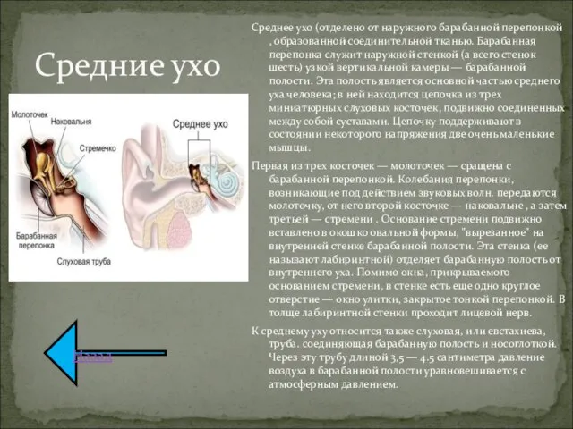 Среднее ухо (отделено от наружного барабанной перепонкой , образованной соединительной тканью. Барабанная