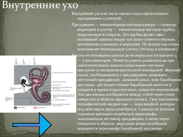 Внутреннее ухо как часть органа слуха представлено преддверием и улиткой. Преддверие —