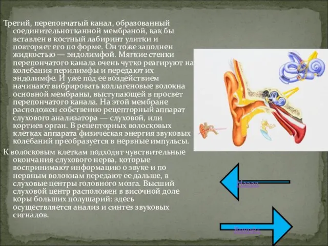 Третий, перепончатый канал, образованный соединительнотканной мембраной, как бы вставлен в костный лабиринт