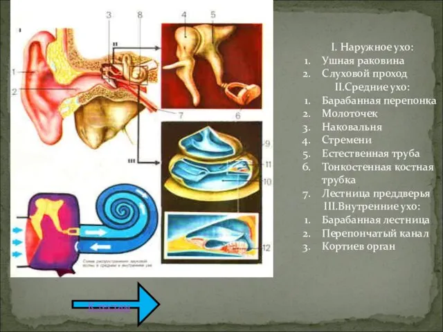 I. Наружное ухо: Ушная раковина Слуховой проход II.Средние ухо: Барабанная перепонка Молоточек
