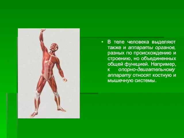 В теле человека выделяют также и аппараты органов, разных по происхождению и