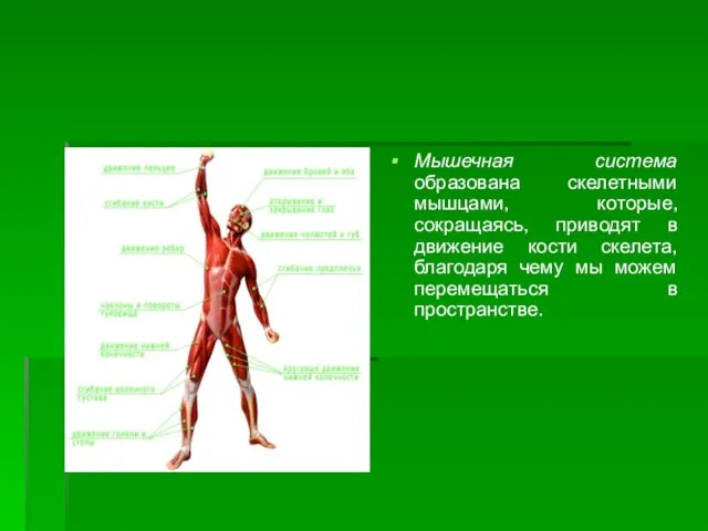 Мышечная система образована скелетными мышцами, которые, сокращаясь, приводят в движение кости скелета,