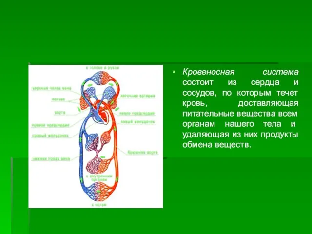 Кровеносная система состоит из сердца и сосудов, по которым течет кровь, доставляющая