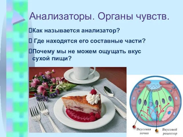 Анализаторы. Органы чувств. Как называется анализатор? Где находятся его составные части? Почему