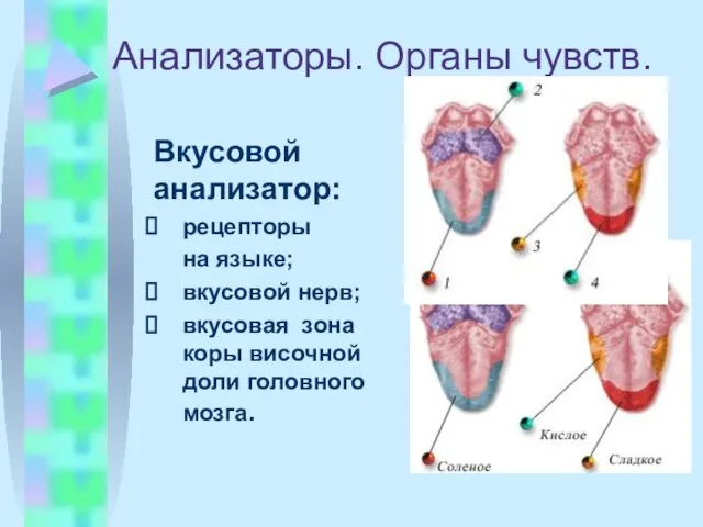 Анализаторы. Органы чувств. Вкусовой анализатор: рецепторы на языке; вкусовой нерв; вкусовая зона