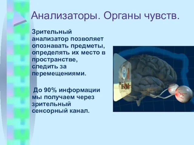 Анализаторы. Органы чувств. Зрительный анализатор позволяет опознавать предметы, определять их место в