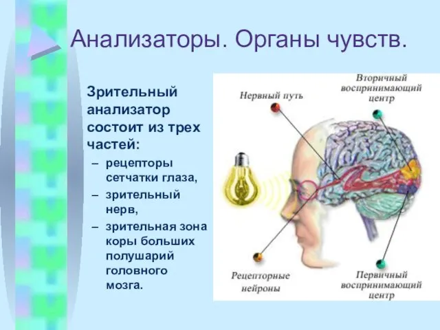 Анализаторы. Органы чувств. Зрительный анализатор состоит из трех частей: рецепторы сетчатки глаза,