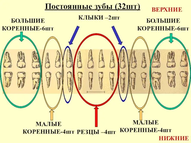 Постоянные зубы (32шт) ВЕРХНИЕ НИЖНИЕ РЕЗЦЫ –4шт КЛЫКИ –2шт МАЛЫЕ КОРЕННЫЕ-4шт МАЛЫЕ