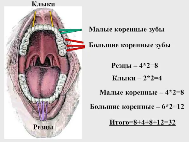 Большие коренные зубы Малые коренные зубы Клыки Резцы Резцы – 4*2=8 Клыки