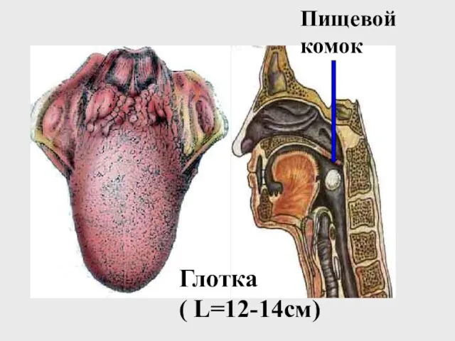 Пищевой комок Глотка ( L=12-14см)