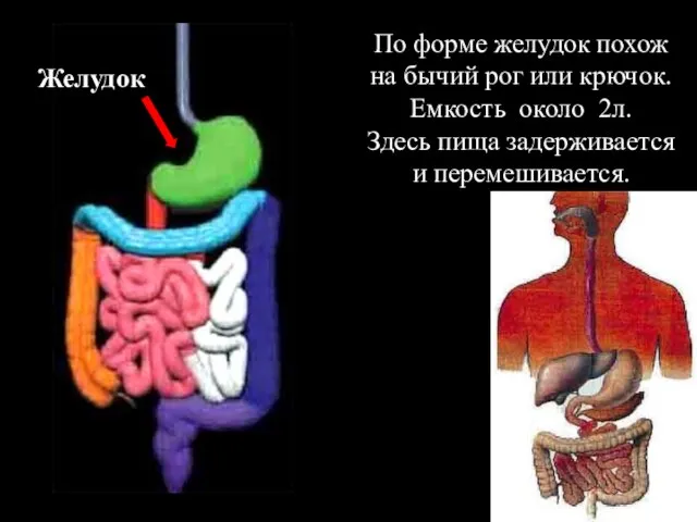 Желудок По форме желудок похож на бычий рог или крючок. Емкость около