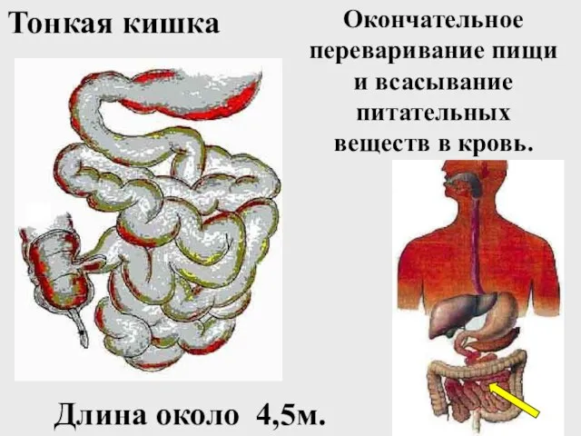 Окончательное переваривание пищи и всасывание питательных веществ в кровь. Тонкая кишка Длина около 4,5м.