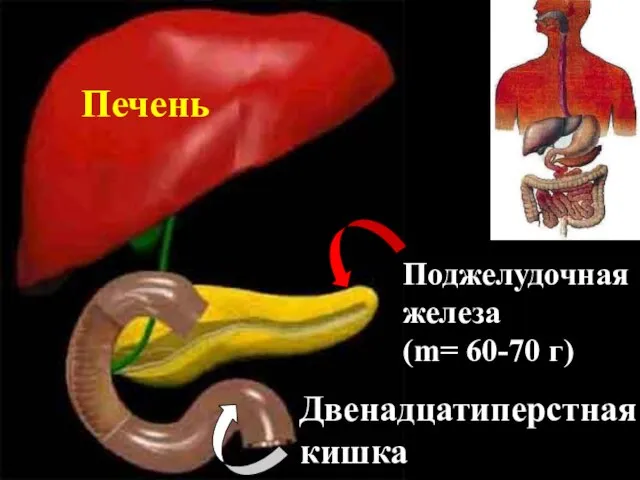 Печень Поджелудочная железа (m= 60-70 г) Двенадцатиперстная кишка