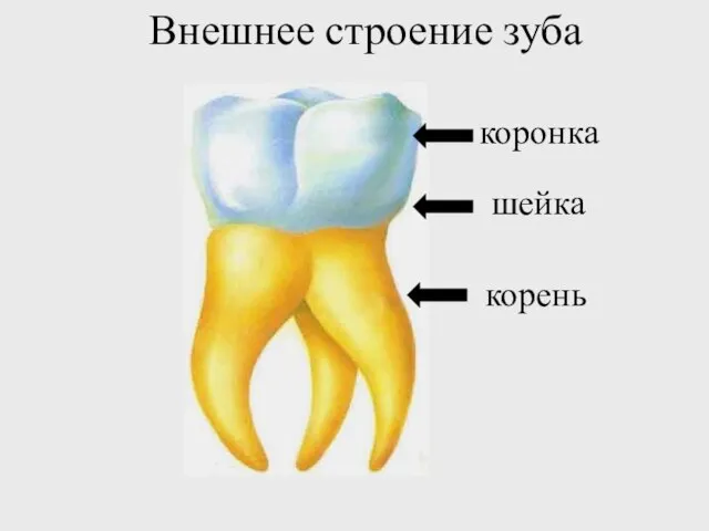 коронка шейка корень Внешнее строение зуба