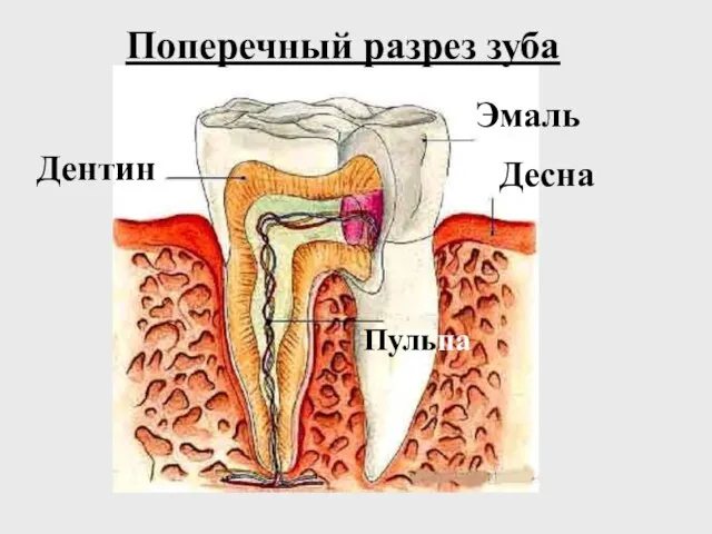 Поперечный разрез зуба Эмаль Десна Дентин Пульпа