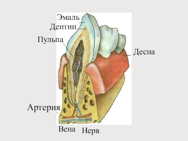 Десна Нерв Вена Артерия Эмаль Дентин Пульпа