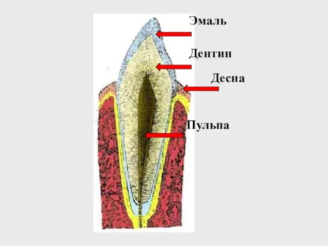 Эмаль Дентин Десна Пульпа