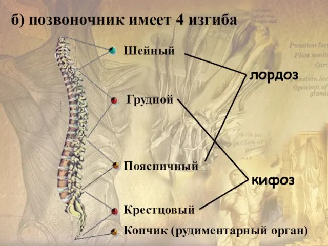 б) позвоночник имеет 4 изгиба лордоз кифоз Шейный Грудной Поясничный Копчик (рудиментарный орган) Крестцовый