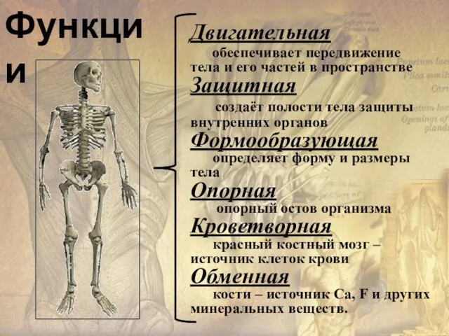 Двигательная обеспечивает передвижение тела и его частей в пространстве Защитная создаёт полости