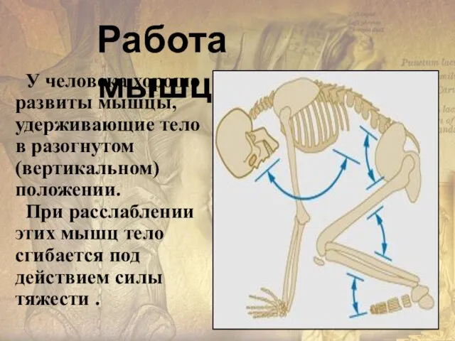 У человека хорошо развиты мышцы, удерживающие тело в разогнутом (вертикальном) положении. При