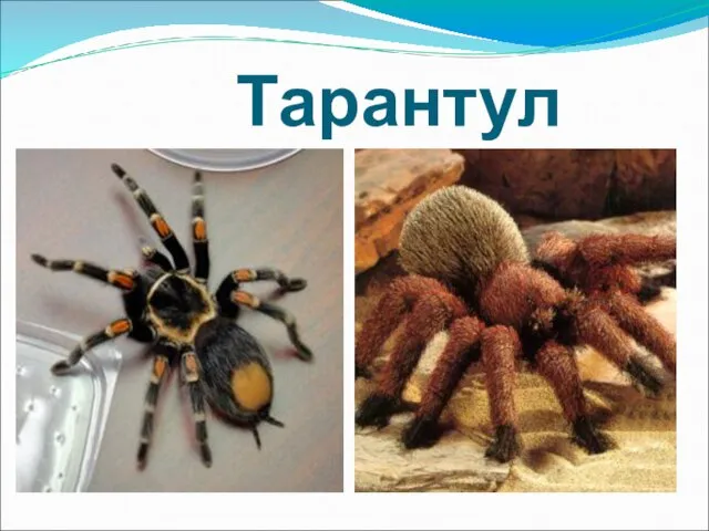 Тарантул