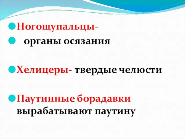 Ногощупальцы- органы осязания Хелицеры- твердые челюсти Паутинные борадавки вырабатывают паутину