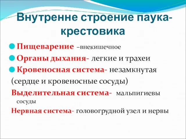 Внутренне строение паука-крестовика Пищеварение –внекишечное Органы дыхания- легкие и трахеи Кровеносная система-