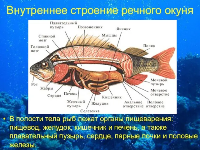 Внутреннее строение речного окуня В полости тела рыб лежат органы пищеварения: пищевод,