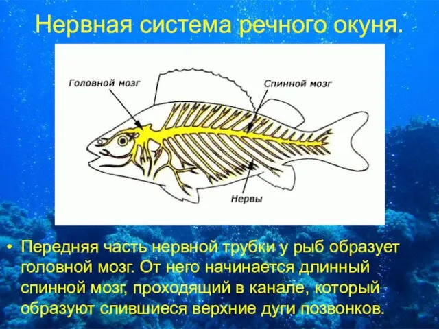 Нервная система речного окуня. Передняя часть нервной трубки у рыб образует головной