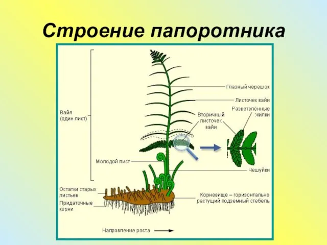 Строение папоротника