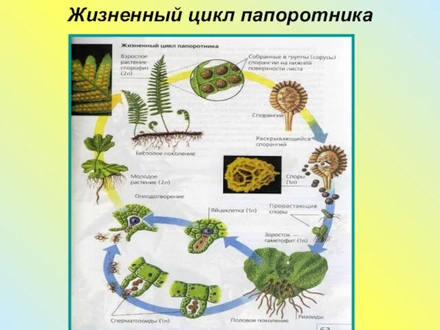 Жизненный цикл папоротника