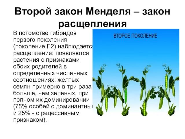 Второй закон Менделя – закон расщепления В потомстве гибридов первого поколения (поколение